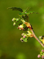 MSA RIBES NIGRUM 50 ML - Magnumfarma.it