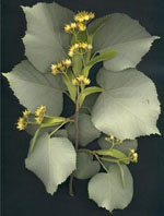 MSA TILIA TOMENTOSA 50 ML - Magnumfarma.it