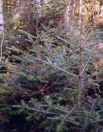 MSA ABIES PECTINATA 50 ML - Magnumfarma.it