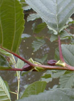 MSA ALNUS GLUTINOSA 50 ML - Magnumfarma.it
