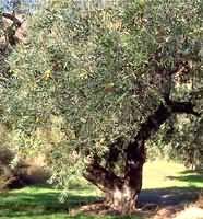 MSA OLEA EUROPEA 50 ML - Magnumfarma.it
