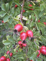 MSA ROSA CANINA 50 ML - Magnumfarma.it