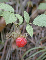MSA RUBUS IDAEUS 50 ML - Magnumfarma.it