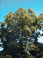 MSA FRAXINUS EXCELSIOR 50 ML - Magnumfarma.it