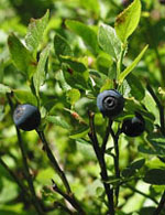 MSA VACCINIUM MYRTIL 50 ML - Magnumfarma.it