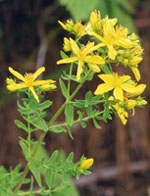 TSA HIPERICUM PERFORATUM 50 ML - Magnumfarma.it