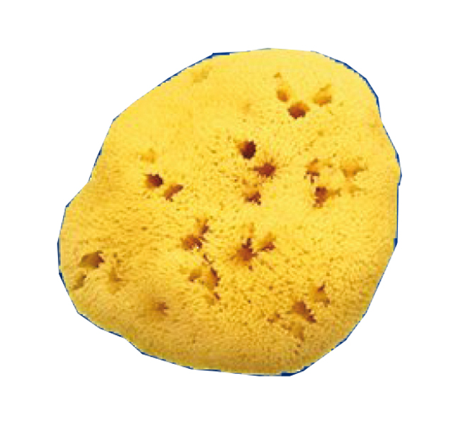 SPUGNA NATURALE FORI L 12/13CM 9 - Magnumfarma.it