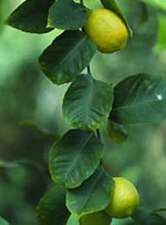 MSA CITRUS LIMONUM 50 ML - Magnumfarma.it