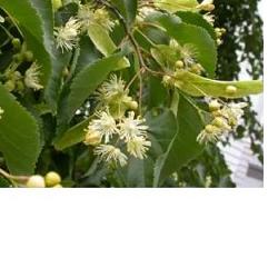 EIE TIGLIO 30 ML GOCCE - Magnumfarma.it