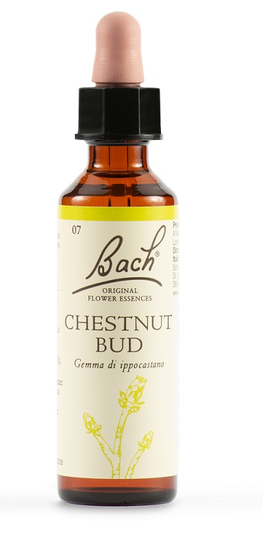 CHESTNUT BUD BACH ORIG 20 ML - Magnumfarma.it